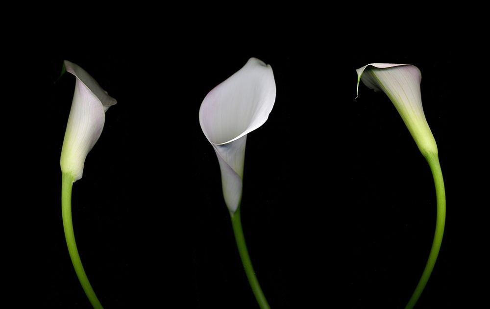Calla Lily art print by Anna Miller for $57.95 CAD
